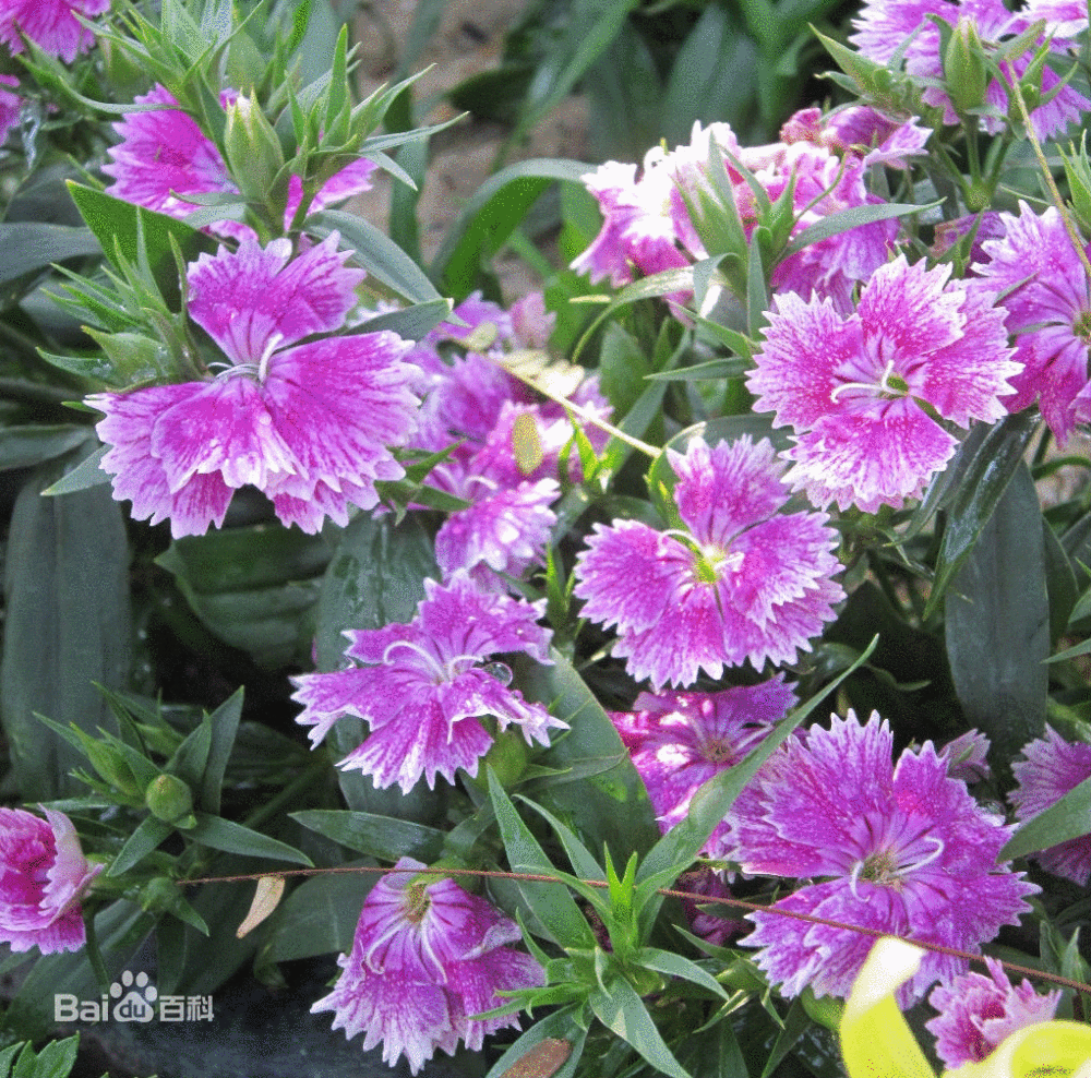 石竹（Dianthus chinensis L.）又称石菊、绣竹、常夏、日暮草、瞿麦草、笔屑花等；多年生草本植物。石竹因其茎具节，膨大似竹，故名。分布于俄罗斯、朝鲜以及中国大陆的北方、南方等地，生长于海拔10米至2700米的地区，多生长在草原及山坡草地，已作为观赏植物由人工在世界范围内引种广泛栽培，培育出大量栽培种。[1] 另石竹还有一定的药用价值。