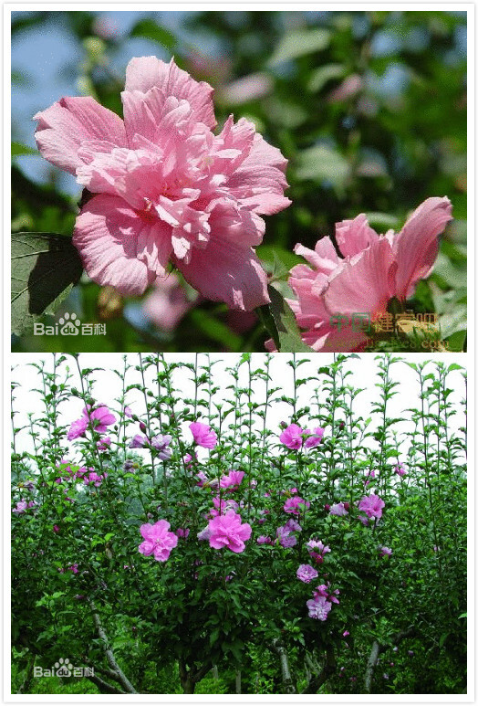 木槿花，是一种常见的庭院灌木花种，锦葵科木槿属（Hibiscus syriacus L.）。木槿花色彩艳丽，是作自由式生长的花篱的极佳植物，适宜种植于道路两旁、公园、庭院等处，可孤植、列植或片植。木槿花可以入药，亦可食用。木槿花是韩国的国花，又名无穷花，在北美有“沙漠玫瑰”的美称。马来西亚的国花也是木槿（又称大红花）Bunga Raya。[1]