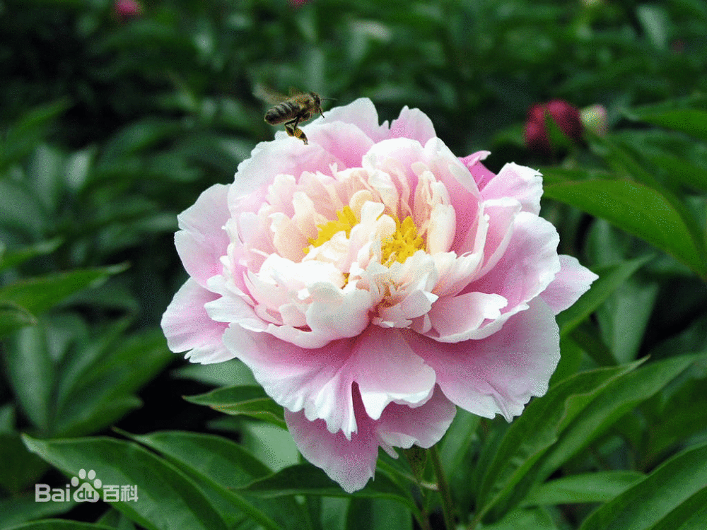 芍药（学名：Paeonia lactiflora Pall.），别名将离、离草。芍药被人们誉为“花仙”和“花相”，且被列为“六大名花”之一，又被称为“五月花神”，因自古就作为爱情之花，现已被尊为七夕节的代表花卉。 区别牡丹 编辑 1.最根本的区别：牡丹[17] 是能长到2米高大的木本植物，芍药是不高于1米矮小的（宿根块茎）草本植物。 2.牡丹比芍药花期早。牡丹一般在4月中下旬开花，而芍药则在5月上中旬开花。二者花期相差大约15天左右。 3.牡丹叶片宽，正面绿色绿色略呈黄色，而芍药叶片狭窄，正反面均为黑绿色。 4.牡丹的花朵着生于花枝顶端，多单生.花径一般在20厘米左右；而芍药的花多于枝顶族生