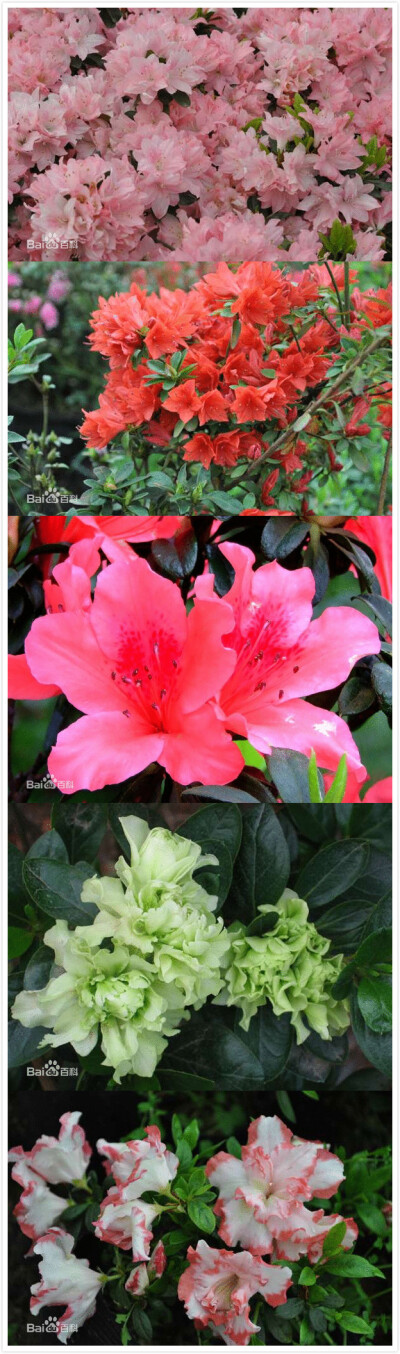 杜鹃（学名：Rhododendron simsii Planch.）：又名映山红、山石榴，为常绿或平常绿灌木。相传，古有杜鹃鸟，日夜哀鸣而咯血，染红遍山的花朵，因而得名。杜鹃花一般春季开花，每簇花2-6朵，花冠漏斗形，有红、淡红、…