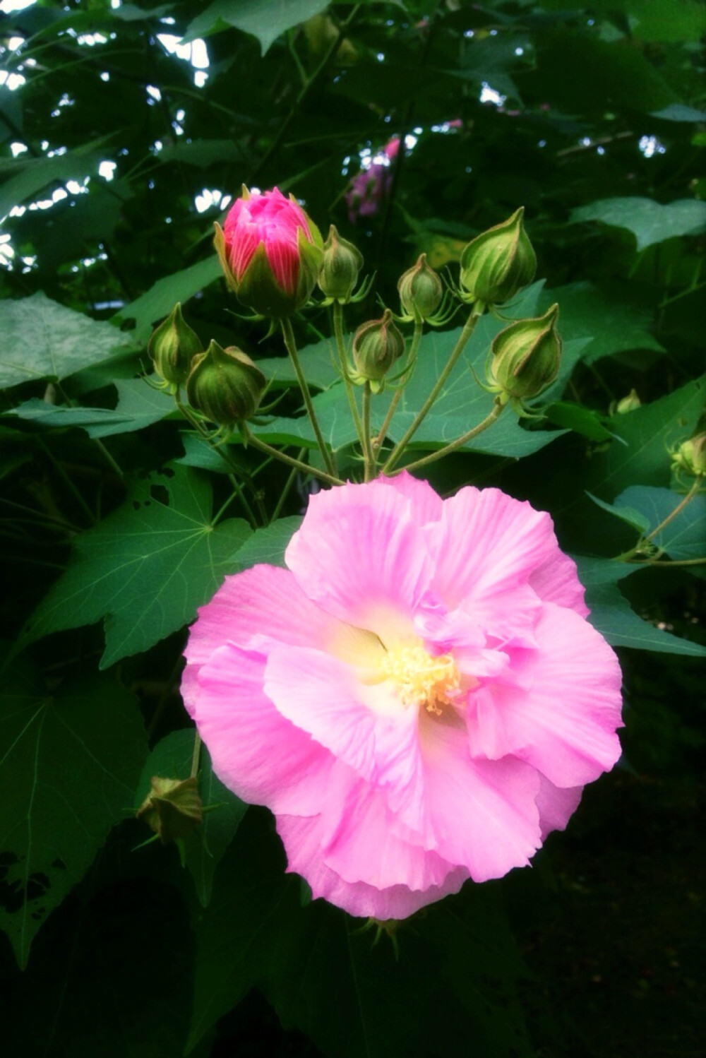 【 我 的 花 草 日 记 ：木 芙 蓉】 小区一隅的木芙蓉开花了，想起那首“ 木末芙蓉花，山中发红萼。涧户寂无人，纷纷开且落。（唐·王维）《辛夷坞》” 「木芙蓉，又名芙蓉花、拒霜花、木莲、地芙蓉，是锦葵科木槿属的落叶灌木或小乔木」