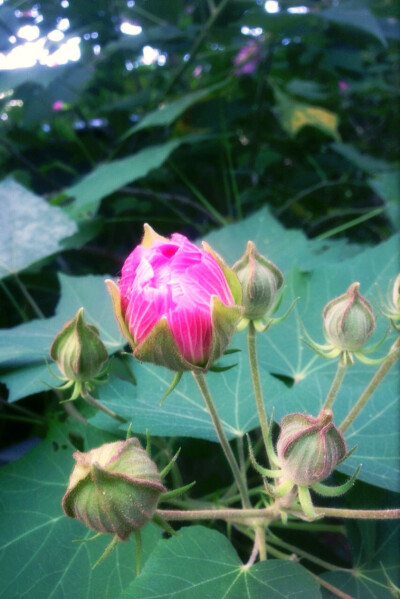 【 我 的 花 草 日 记 ：木 芙 蓉】 小区一隅的木芙蓉开花了，想起那首“ 木末芙蓉花，山中发红萼。涧户寂无人，纷纷开且落。（唐·王维）《辛夷坞》” 「木芙蓉，又名芙蓉花、拒霜花、木莲、地芙蓉，是锦葵科木槿属…