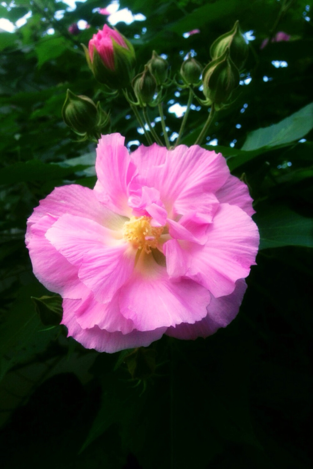 【 我 的 花 草 日 记 ：木 芙 蓉】 小区一隅的木芙蓉开花了，想起那首“ 木末芙蓉花，山中发红萼。涧户寂无人，纷纷开且落。（唐·王维）《辛夷坞》” 「木芙蓉，又名芙蓉花、拒霜花、木莲、地芙蓉，是锦葵科木槿属的落叶灌木或小乔木」