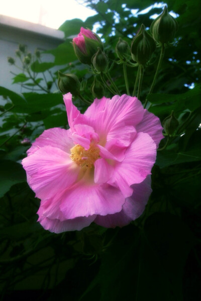 【 我 的 花 草 日 记 ：木 芙 蓉】 小区一隅的木芙蓉开花了，想起那首“ 木末芙蓉花，山中发红萼。涧户寂无人，纷纷开且落。（唐·王维）《辛夷坞》” 「木芙蓉，又名芙蓉花、拒霜花、木莲、地芙蓉，是锦葵科木槿属…