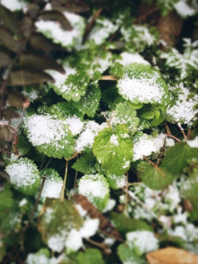 下雪天