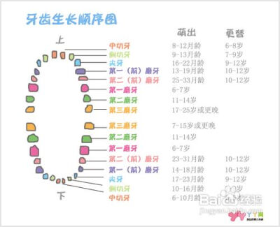 灿宝已经长了两颗牙牙了～长得慢会担心是不是补钙不够 网上查了很多 看了长牙顺序 其实时间是刚刚好的 钙水可不能补过头了 补多了会造成宝宝骨骺线提早闭合 刚刚好就行