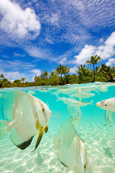 Bora Bora, French Polynesia。博拉博拉岛（波拉波拉岛），法属波利尼西亚。太平洋东南部社会群岛岛屿。全岛由一个主岛与周围环礁所组成，主岛与环礁间拥有大片的清澈浅水，其中，色彩如梦幻般的蓝色潟湖(Lagoon)，…