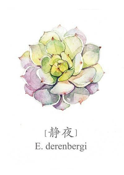 花之绘