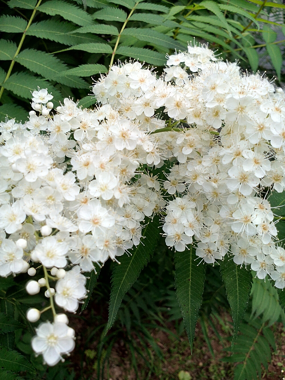 在学校拍的花，也不知道叫什么花。