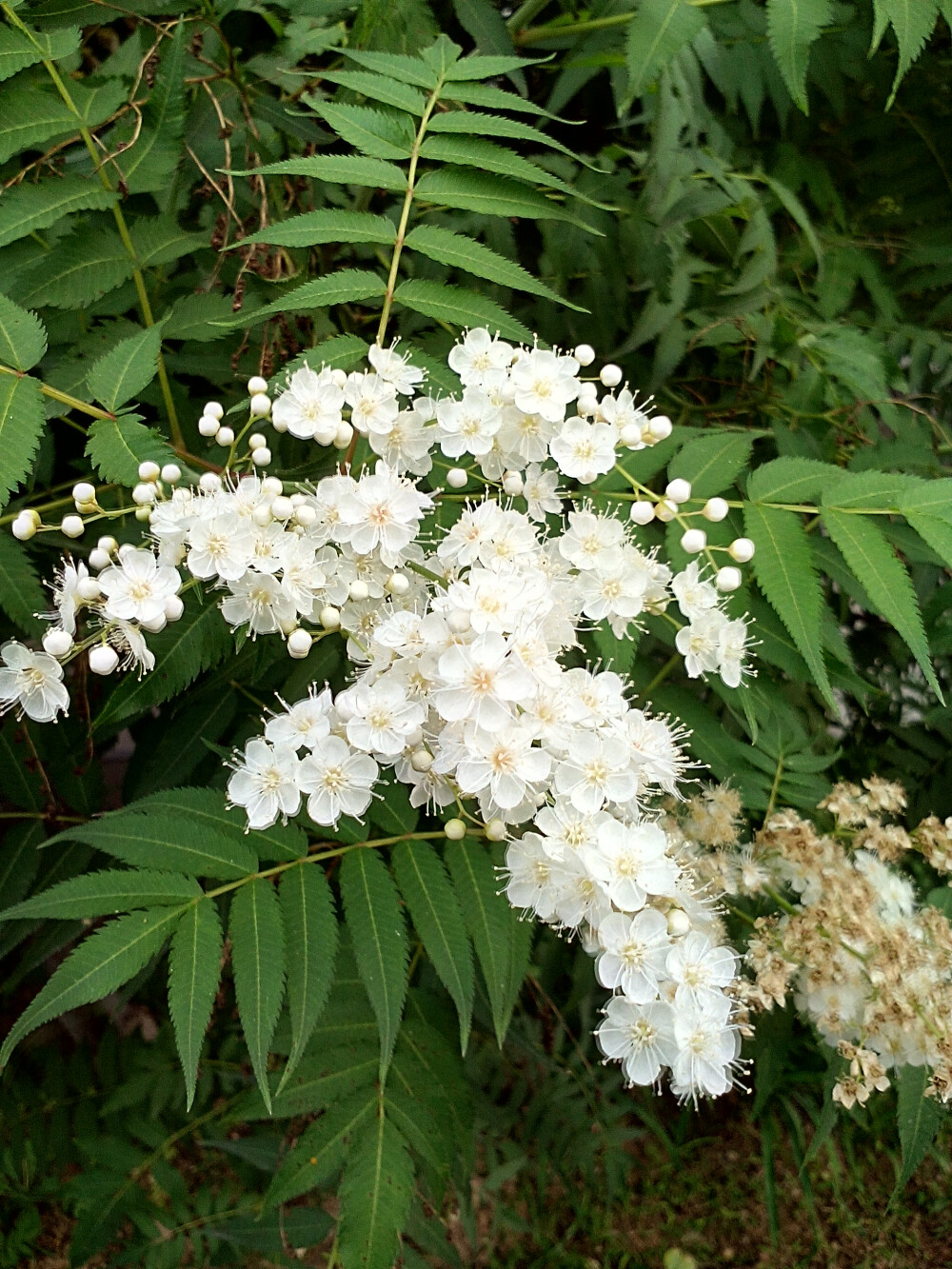 在学校拍的花，也不知道叫什么花。