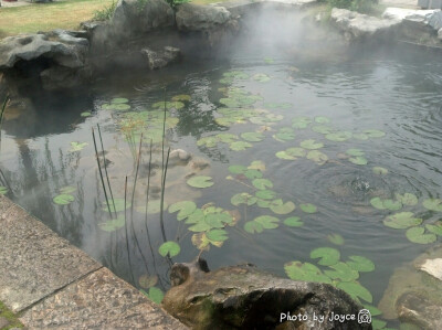 最爱这片池塘