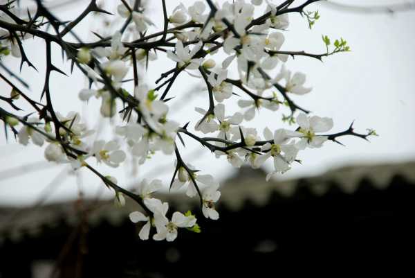 昨日东风吹枳花，春晚酒醒一瓯茶。【檐外枳花开正繁】