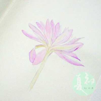  8月6日秋水仙Meadow Saffron