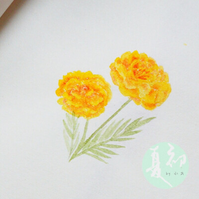 8月18日万寿菊Tagetes Erecta健康Good Health