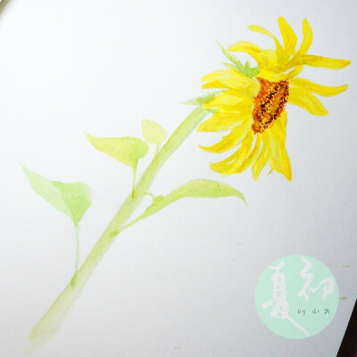 8月25日野生向日葵Perennial Sunflower投缘Affinity