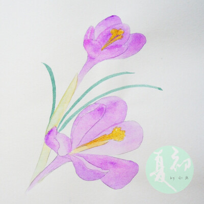 9月13日番红花Saffron Crocus多彩Colourful