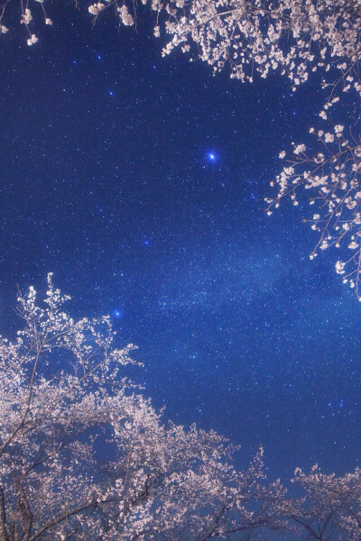 Cherry Blossom Galaxy 樱花 &amp;amp; 星空 摄影：Masahiro Miyasaka