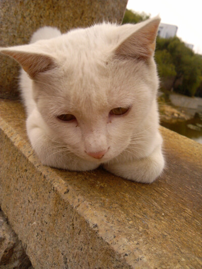 我大东校区的猫～你在想什么呢～怎么这么忧郁呢～不是说好了要一起做无忧无虑的萌喵吗？(ˇ?ˇ)