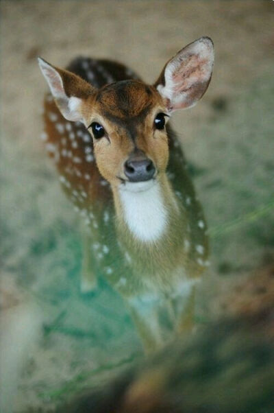 deer friend 树深时见鹿 麋鹿 鹿