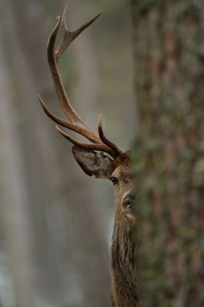 deer friend 树深时见鹿 麋鹿 鹿