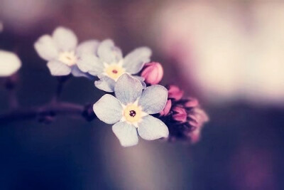 #励言# 有梦就去追，没死就别停.