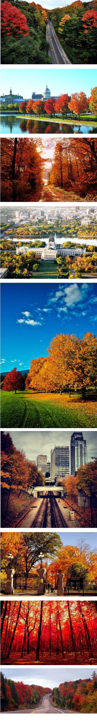 【Y honey旅行时尚手袋分享1】加拿大的秋天；枫叶红到让人感动