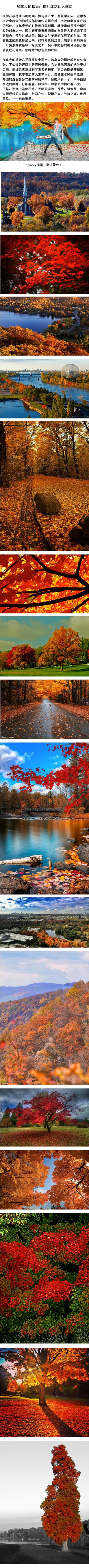 【Y honey旅行时尚手袋分享2】加拿大的秋天；枫叶红到让人感动