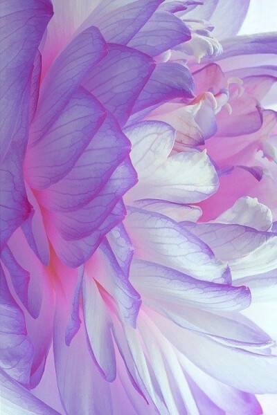 peony