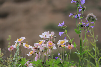 山花烂漫时。