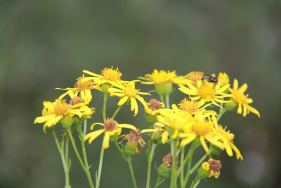 山花烂漫时—雏菊