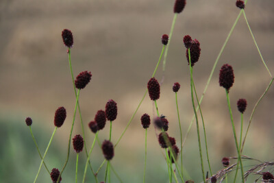 山花烂漫时—红枣花