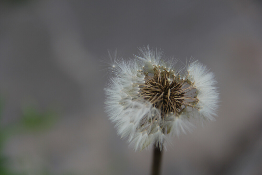 山花烂漫时—蒲公英