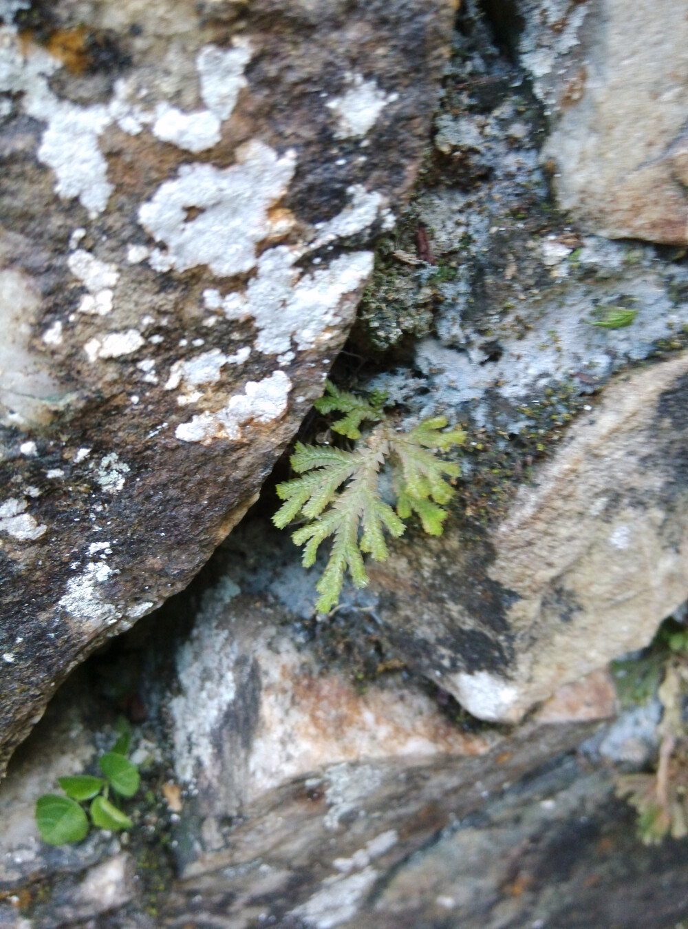 长在石缝里的草。