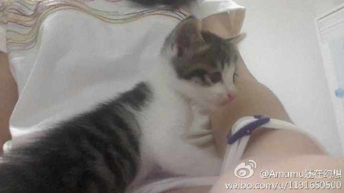 满月断奶刚来时候 还是幼猫的样子