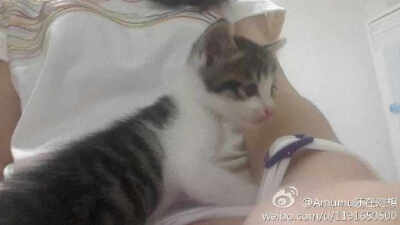 满月断奶刚来时候 还是幼猫的样子