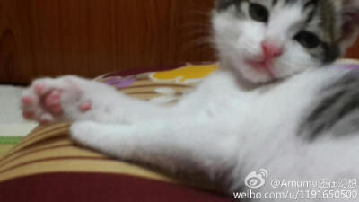 叫我女王大人· 报告女王大人 铲屎的手抖停不下来~