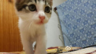 巡视地盘 下一爪子就踩我脸上了···