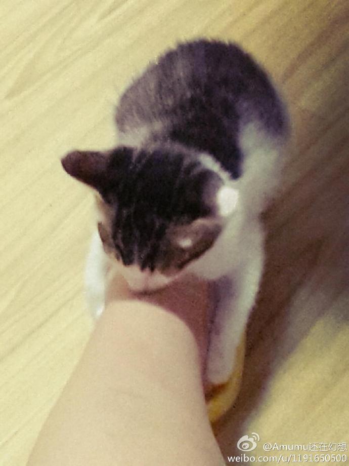 姬汤牌棉拖鞋 肚子好暖 长大一点就能当姬汤牌雪地靴了