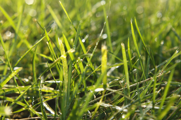 阳光下草儿越发的生机勃勃