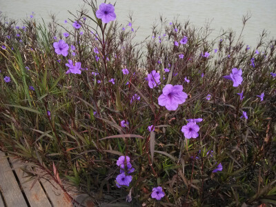 未知的花，谁知道它的芳名呢