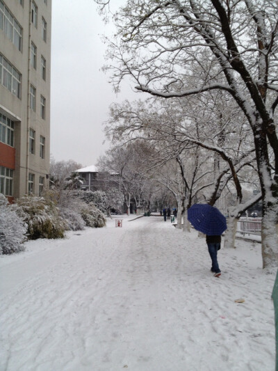 下雪天清晨去图书馆的路上