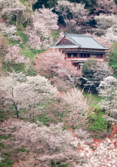 樱の花。