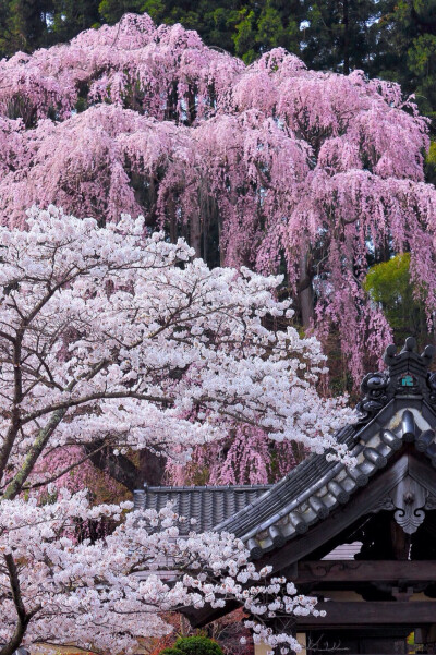 樱の花。