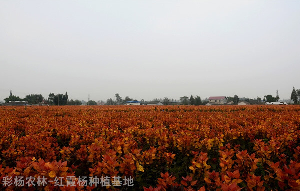 金红杨,红霞杨,红叶杨,彩杨,彩叶植物,彩色植物,全红杨