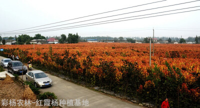 金红杨,红霞杨,红叶杨,彩杨,彩叶植物,彩色植物,全红杨