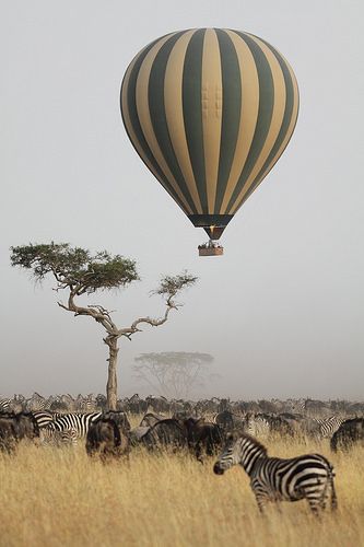 Serengeti,Tanzania, Africa。非洲坦桑尼亚塞伦盖蒂国家公园。这里是野生动物的天堂，栖息着世界上种类最多、数量最庞大的野生动物群。在动画片《马达加斯加2》中，四大主角狮子、斑马、河马和长颈鹿奔跑在辽阔的非…