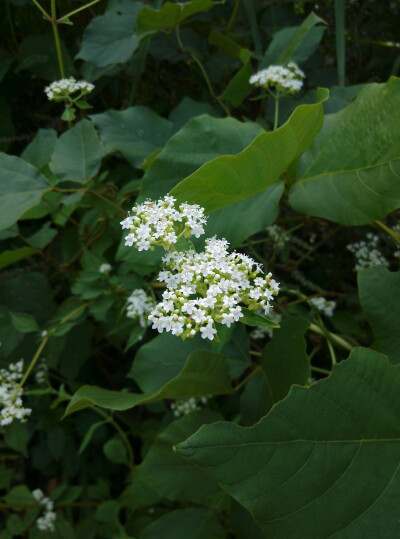 野花