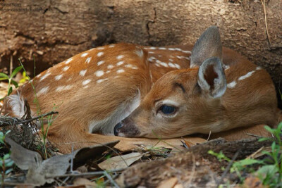 我爱你 可我不能对你说 就像雨后低下头沉甸甸的花朵 我们终将重逢 用一个自信阳光的我