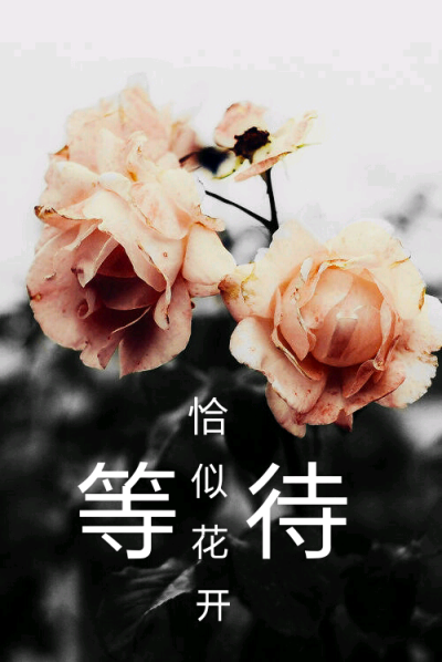 谁的等待、恰似花开