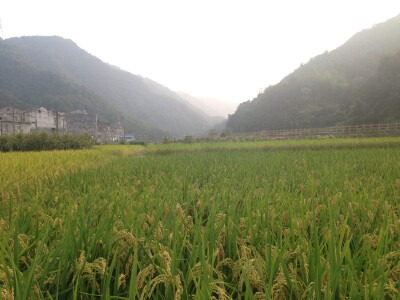 永嘉南城街道李家村